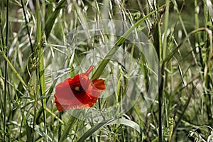 Red poppy on green field