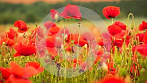 Red poppy on the green field with wheat, closeup