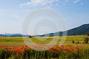 Red poppy and green grass agricultural fields with electric power columns near the mountains in Croatia