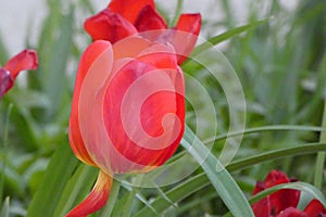 Red poppy on green grass background. Nature flowers close up