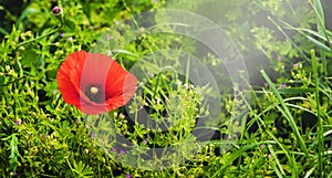 Red poppy among green grass in field_