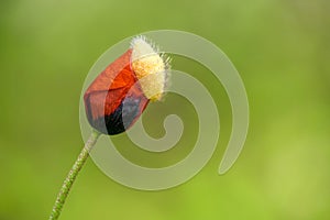 Red poppy in a green grass field