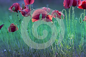 Red poppy on green weeds field. Poppy flowers.