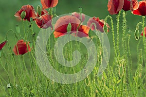 Red poppy on green weeds field. Poppy flowers.