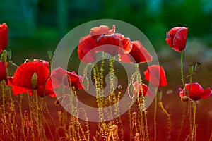 Red poppy on green weeds field. Poppy flowers.