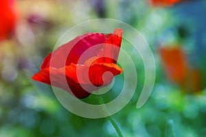 Red poppy on green weeds field. Poppy flowers.Close up poppy head.