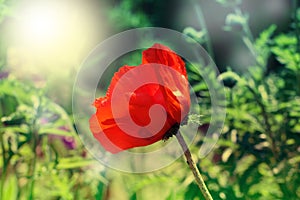 Red poppy on green weeds field. Poppy flowers.Close up poppy head. red poppy.