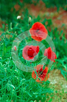 Red poppy on green weeds field. Poppy flowers.Close up poppy head. red poppy.Red poppy flowers field