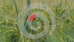 Red poppy in green wheat field