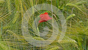 Red poppy in green wheat field