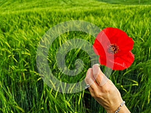 Red poppy in the green wheat field
