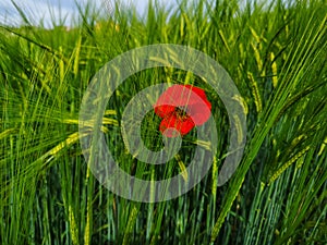 Red poppy in the green wheat field