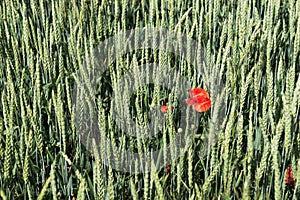 Red poppy in green wheat field