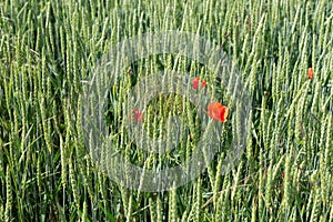 Red poppy in green wheat field