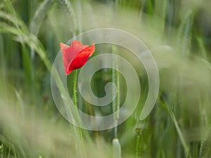 Red poppy in a green wheat field. Copy space