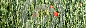 Red poppy in green wheat field. Panorama