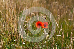 Red poppy growing at golden wheat