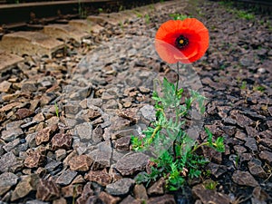 Red poppy grows among gravel.