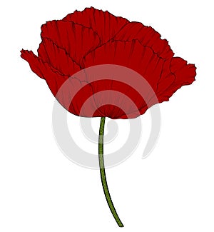 Red poppy in a hand-drawn graphic style isolated on background.