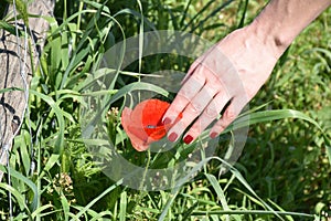 Red poppy and hand outdoors photo