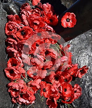 Red poppy has become a symbol of war remembrance