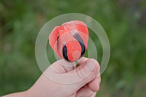 A Red poppy in a kid`s hand