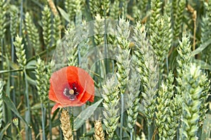 Red Poppy among maturing wheat