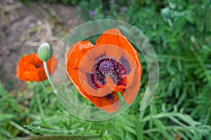 Red poppy on a meadow detail