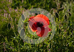 Red poppy in a meadow with dew, illuminated by the sun in the morning.