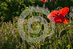 Red poppy in a meadow with dew, illuminated by the sun in the morning.