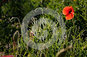 Red poppy in a meadow with dew, illuminated by the sun in the morning.