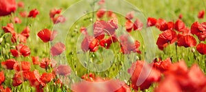 Red Poppy meadow in spring