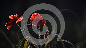 Red poppy in the moonlight.Stylization of poppies.Poppy peace.Blossoming poppies.