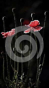 Red poppy in the moonlight.Stylization of poppies.Poppy peace.Blossoming poppies.