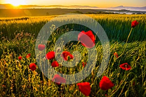 Red poppy near by rye field in beautiful sunrise light. Nice summer morning landscape in background