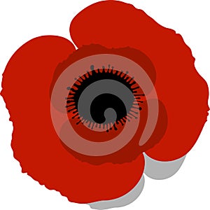 Red Poppy