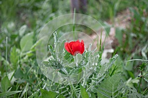 A red poppy in the own garden