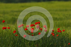 Red poppy Papaver rheas field profiled on green