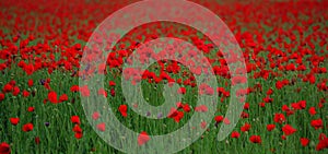 Red poppy Papaver rheas field profiled on green