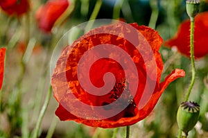 Red poppy - papaver rhoeas