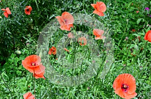 The red poppy is the symbol of remembrance and was famously mentioned in the popular war poem by John McCrae. photo