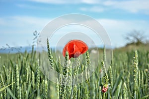 Red poppy (Papaver rhoeas) in wheat field on spring time. Corn rose, common poppy, Flanders poppy, coquelicot, red weed