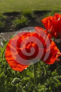 Red poppy Papaveroideae flower