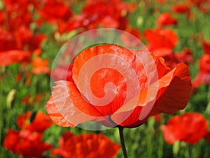 Red poppy petals