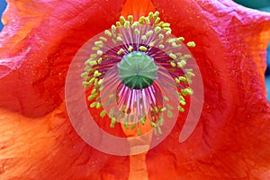 Red Poppy Petals with Sunlit Anthers