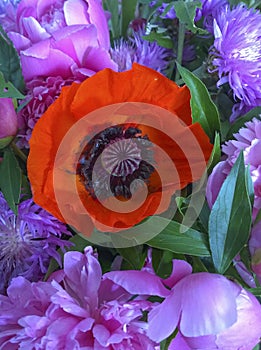 Red poppy among pink peonies