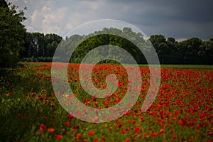 Red Poppy in a Poppy field,