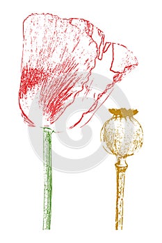 Red poppy and poppyhead isolated