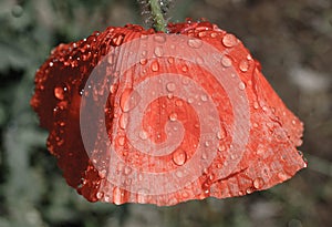 Red poppy and raindrops