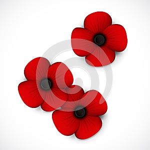 Red poppy remembrance day photo